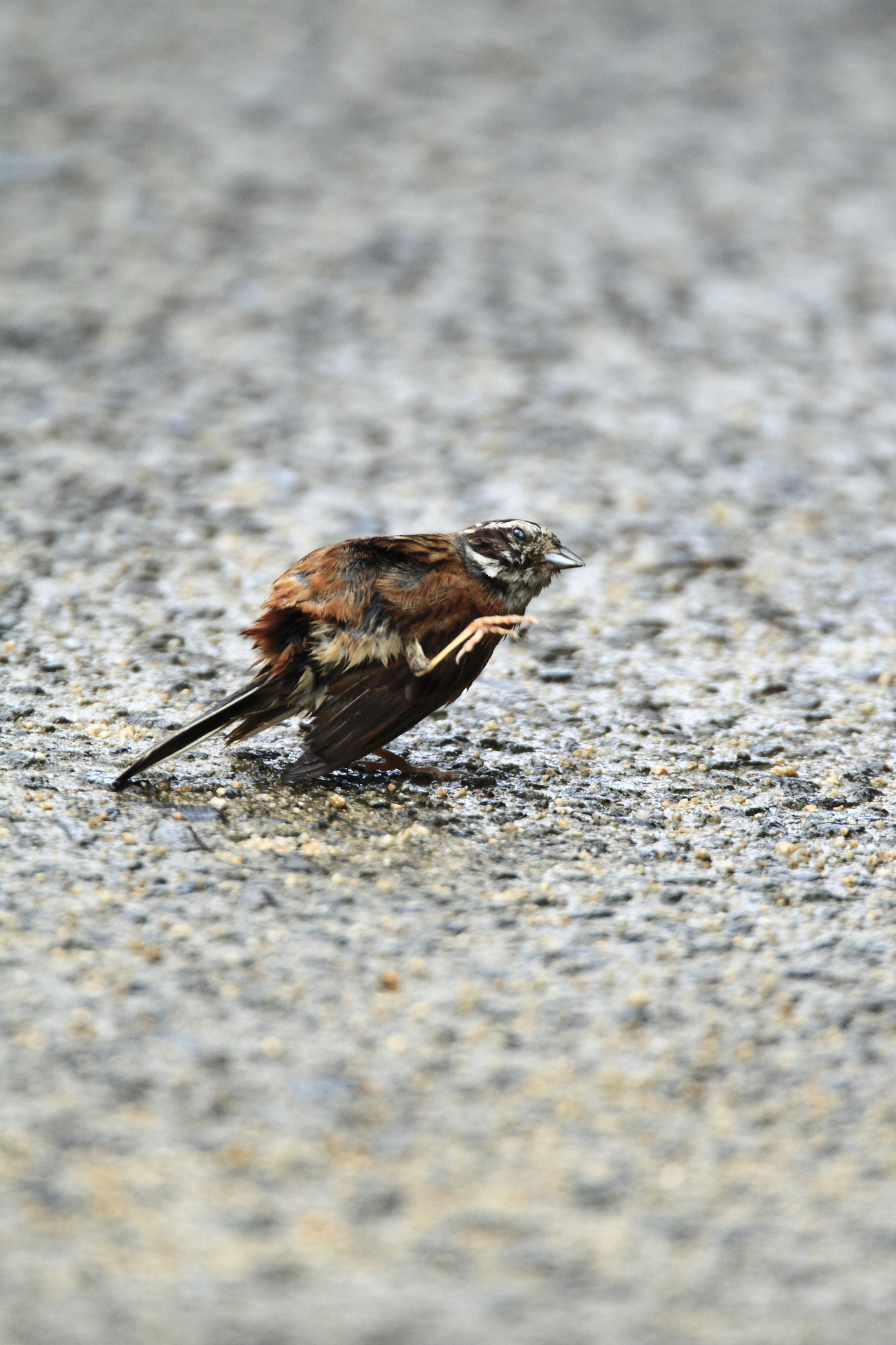 ツグミの羽繕い 鳥と写真と気ままな暮らし